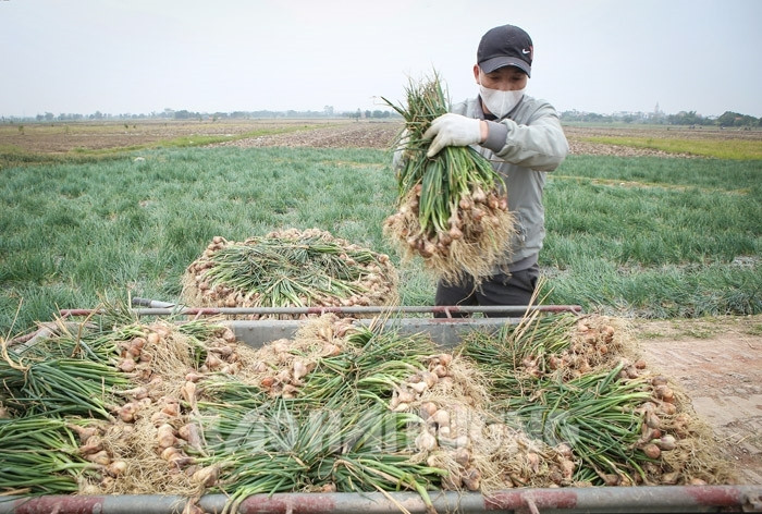 Nông dân Kinh Môn tất bật thu hoạch hành tỏi